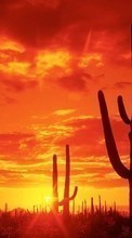Télécharger une image 240x320 Paysage,Cactus,Coucher de soleil,Sky,Sun pour le portable gratuitement.