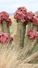 Télécharger une image Cactus,Plantes pour le portable gratuitement.
