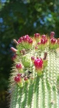 Télécharger une image 1024x600 Plantes,Cactus pour le portable gratuitement.