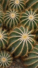 Télécharger une image 360x640 Plantes,Cactus pour le portable gratuitement.