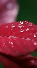 Drops,Feuilles,Plantes pour Sony Xperia C4