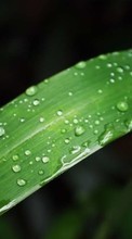 Drops,Feuilles,Plantes pour Samsung Infuse 4G