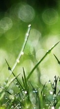 Drops,Plantes,Herbe pour LG G4