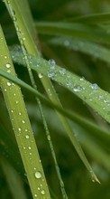 Télécharger une image Plantes,Herbe,Drops pour le portable gratuitement.