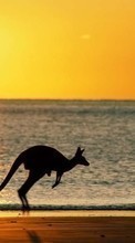 Télécharger une image Paysage,Coucher de soleil,Mer,Sun,Plage,Kangaroo pour le portable gratuitement.