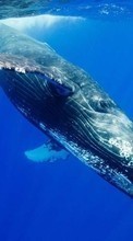 Télécharger une image Animaux,Mer,Baleines pour le portable gratuitement.
