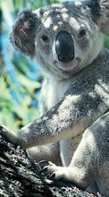Télécharger une image Animaux,Koalas pour le portable gratuitement.