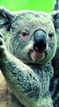 Télécharger une image Koalas,Animaux pour le portable gratuitement.