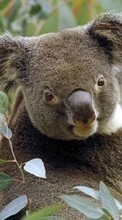 Télécharger une image Animaux,Koalas pour le portable gratuitement.