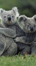 Télécharger une image Koalas,Animaux pour le portable gratuitement.