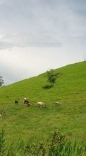 Télécharger une image Vaches,Paysage,Les champs pour le portable gratuitement.