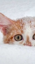 Animaux,Chats,Neige pour HTC Desire S