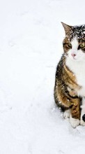 Animaux,Hiver,Chats,Neige pour Acer beTouch E210