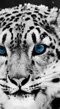 Télécharger une image Animaux,Hiver,Chats,Snow leopard pour le portable gratuitement.