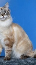 Animaux,Chats pour HTC Wildfire S