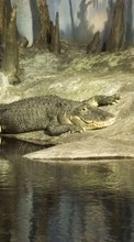 Télécharger une image Animaux,Crocodiles pour le portable gratuitement.