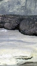 Télécharger une image Crocodiles,Animaux pour le portable gratuitement.