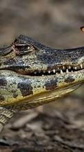Télécharger une image Crocodiles,Animaux pour le portable gratuitement.