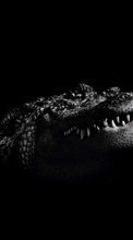 Télécharger une image 240x320 Animaux,Crocodiles pour le portable gratuitement.