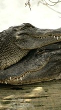 Télécharger une image Animaux,Crocodiles pour le portable gratuitement.