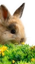 Lapins,Animaux pour Samsung Galaxy Star Advance