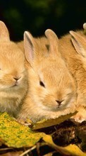 Lapins,Animaux pour Samsung Galaxy S21