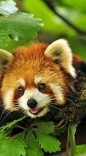 Télécharger une image Animaux,Feuilles,Pandas pour le portable gratuitement.