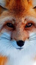 Fox,Animaux pour Samsung Galaxy Chat