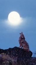 Télécharger une image Animaux,Loups,Lune pour le portable gratuitement.