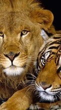 Télécharger une image Animaux,Lions,Tigres pour le portable gratuitement.