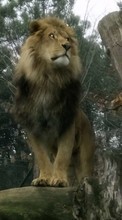 Télécharger une image 480x800 Animaux,Lions pour le portable gratuitement.