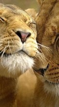 Télécharger une image 320x480 Animaux,Lions pour le portable gratuitement.