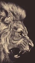 Télécharger une image Animaux,Lions pour le portable gratuitement.