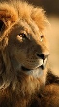 Télécharger une image Animaux,Lions pour le portable gratuitement.