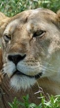 Télécharger une image Lions,Animaux pour le portable gratuitement.