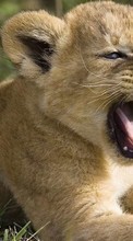 Lions,Animaux pour HTC Rhyme