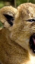 Télécharger une image Lions,Animaux pour le portable gratuitement.