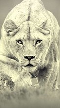 Lions,Animaux pour LG Optimus L3 E405