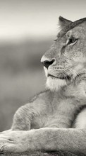 Lions,Animaux pour Samsung Galaxy Note 3