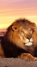 Télécharger une image 240x320 Animaux,Lions pour le portable gratuitement.