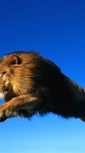 Télécharger une image 1024x600 Animaux,Lions pour le portable gratuitement.