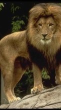 Télécharger une image 1024x600 Animaux,Lions pour le portable gratuitement.