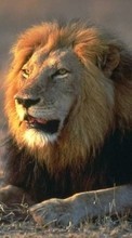 Télécharger une image 240x320 Animaux,Lions pour le portable gratuitement.