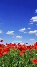 Plantes,Paysage,Sky,Coquelicots,Tulipes pour Sony Xperia acro S