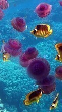 Animaux,Mer,Jellyfish,Poissons pour Samsung Galaxy Mini 2