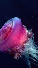 Télécharger une image Animaux,Mer,Jellyfish pour le portable gratuitement.