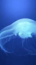 Télécharger une image 480x800 Animaux,Eau,Jellyfish pour le portable gratuitement.