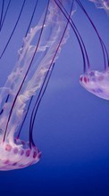 Télécharger une image Jellyfish,Animaux pour le portable gratuitement.