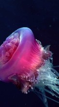 Jellyfish,Animaux
