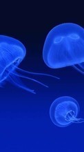 Télécharger une image 128x160 Animaux,Mer,Jellyfish pour le portable gratuitement.